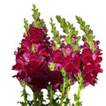 Antirrhinum - Cherry red - 10 stems