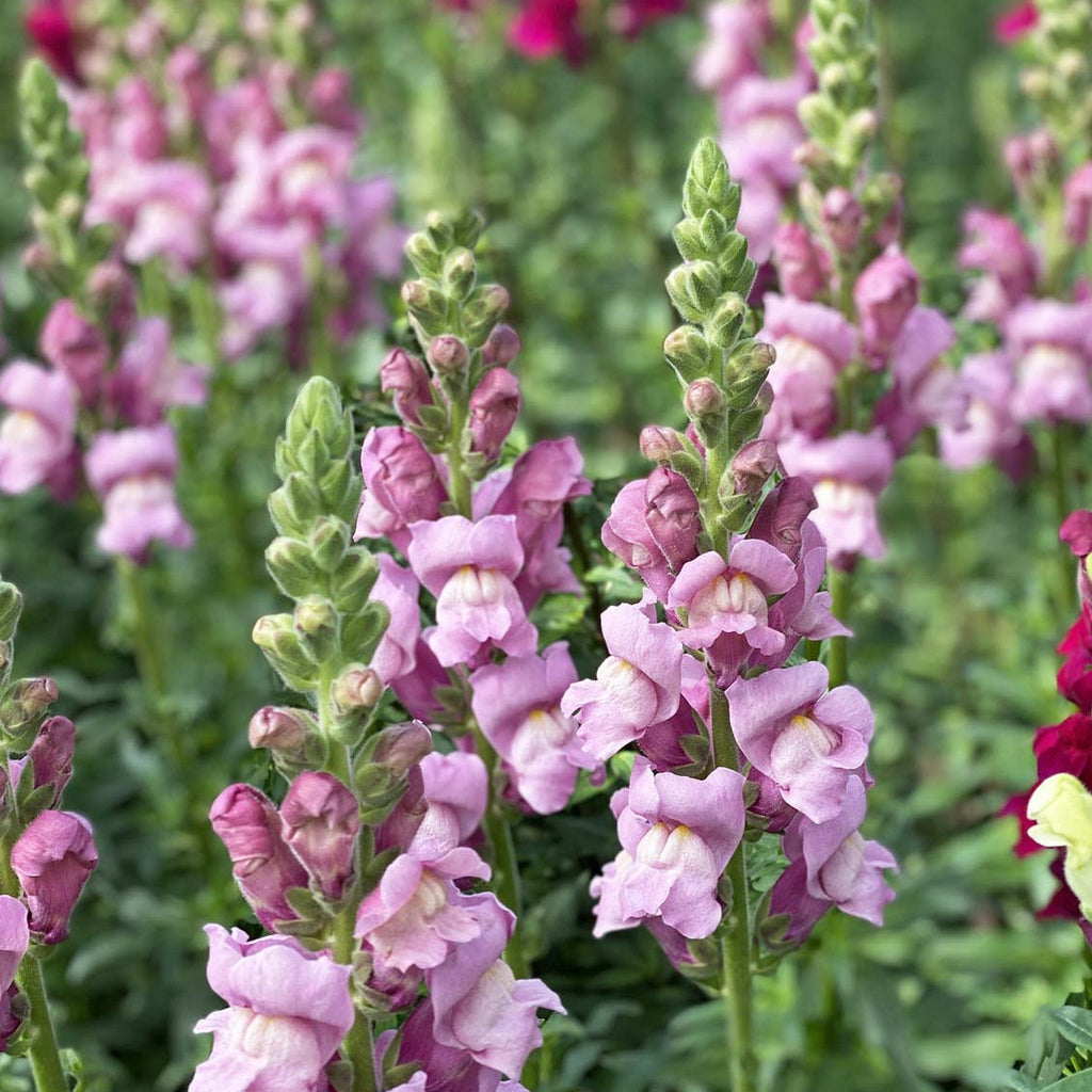 Antirrhinum - Lavender x 10 stems