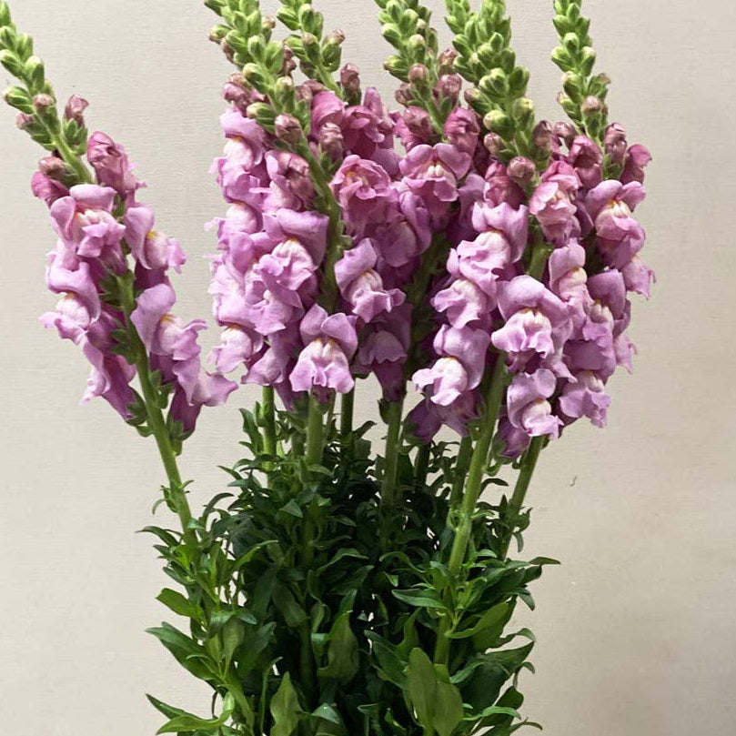 Antirrhinum - Lavender x 10 stems