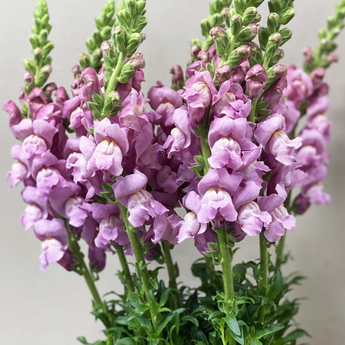 Antirrhinum - Lavender x 10 stems
