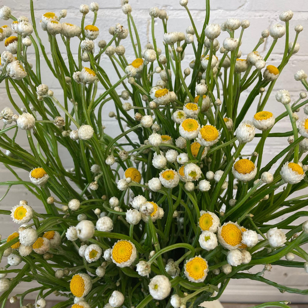 Ammobium alatum - WHITE - Winged Everlasting 60cm - (1 or 3 bundles)