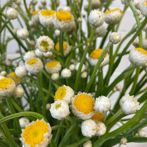 Ammobium alatum - WHITE - Winged Everlasting 60cm - (1 or 3 bundles)