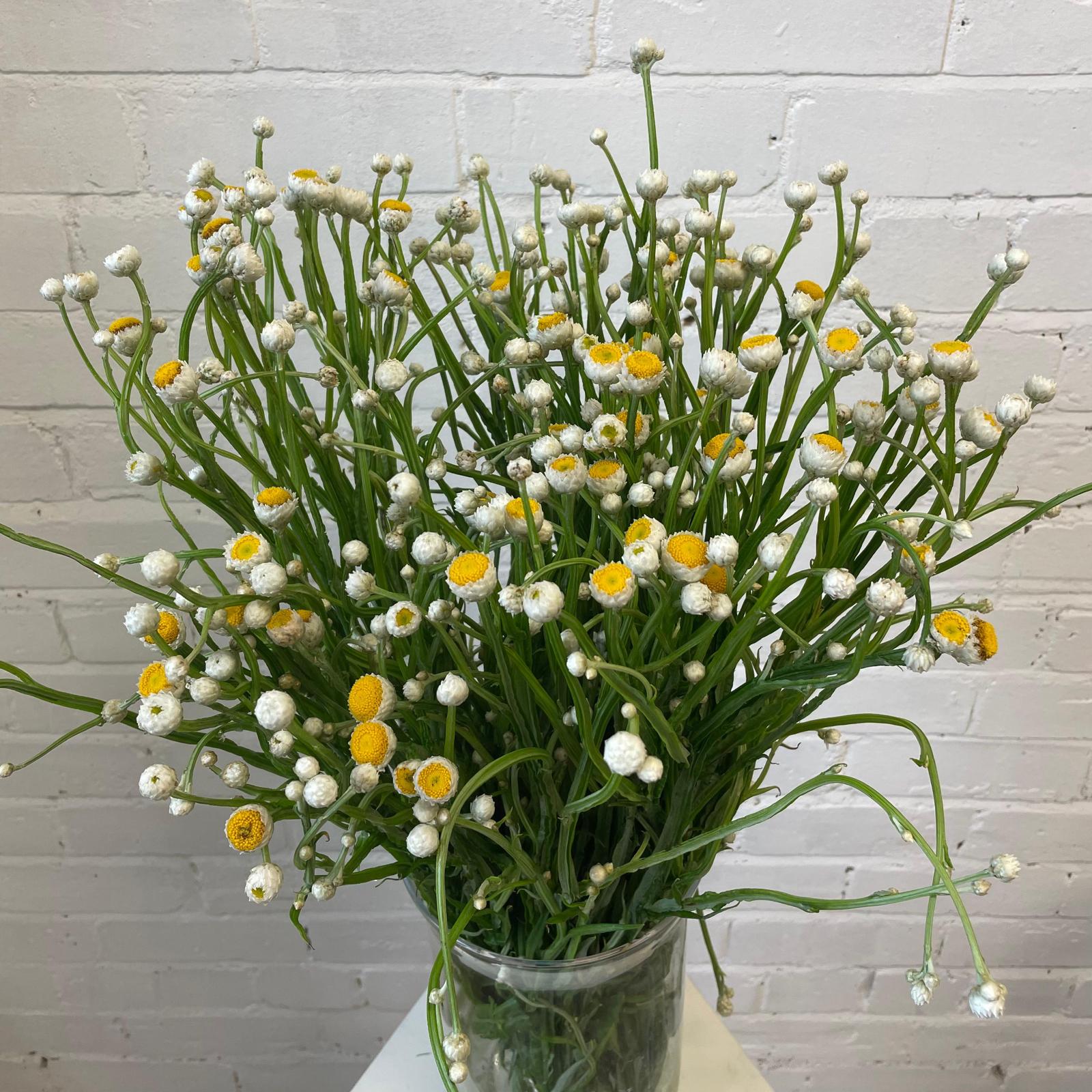 Ammobium alatum - WHITE - Winged Everlasting 60cm - (1 or 3 bundles)